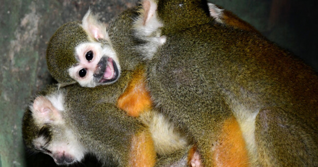 Kotul veverovitý, zdroj: Zoo Olomouc