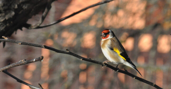 Stehlík obecný, který byl zachycen během prvního dne sčítání. Foto: Česká ornitologická společnost, Kamila Kočerová
