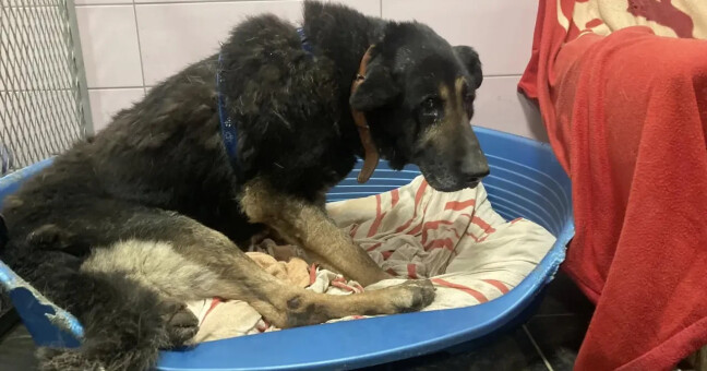 Ilustrační foto, zdroj: Den zvířat