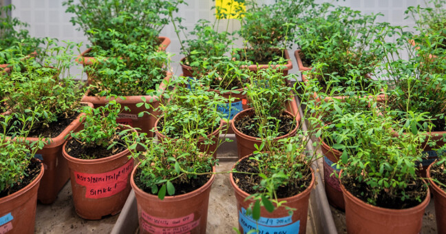 Tolice vojtěška, zdroj: Katedra biotechnologií UP