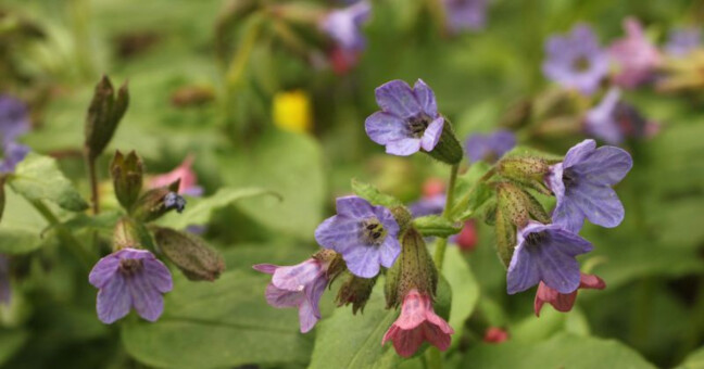 zdroj: Litovelské Pomoraví