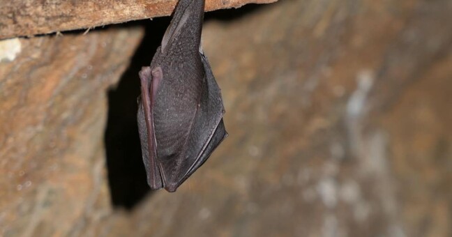 Zdroj: Javoříčské jeskyně