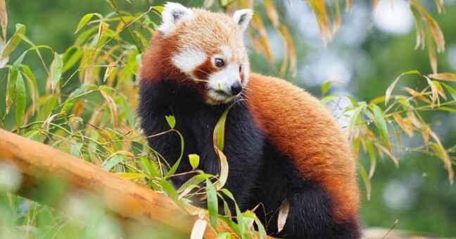 ilustrační foto: Zoo Olomouc