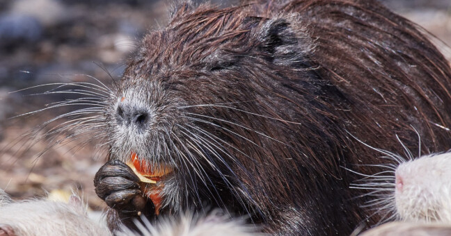 Ilustrační foto, zdroj: Pixabay