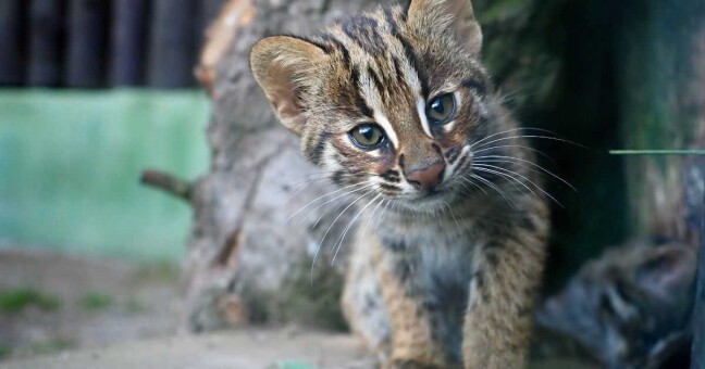 Mládě kočky krátkouché, foto: ZOO Olomouc
