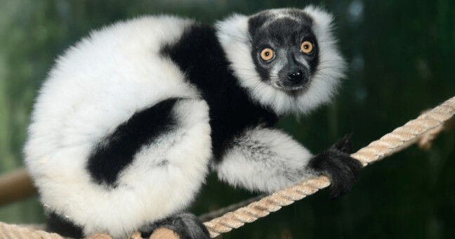 Foto: ZOO Olomouc