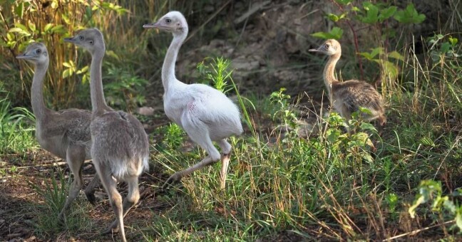 Mláďata nandu pampového | foto Zoo Olomouc