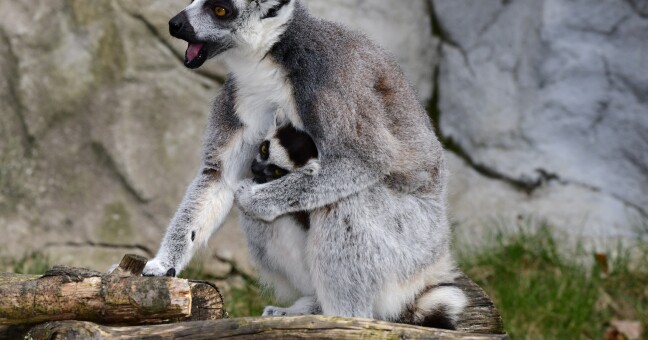 Lemur Kata. Zdroj: Zoo Olomouc