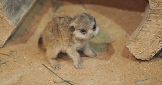 Foto: Zoo Olomouc
