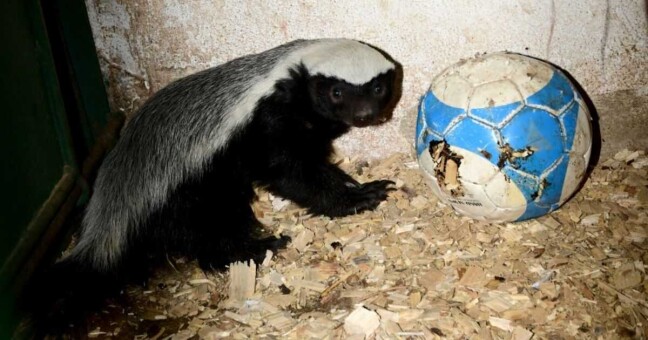 Pětiměsíční mládě medojeda kapského, foto. ZOO Olomouc