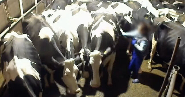 Zdroj: Zvířata nejíme