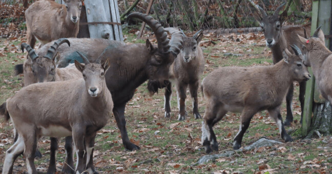 Kozorožci kavkazští, zdroj: Zoo Olomouc