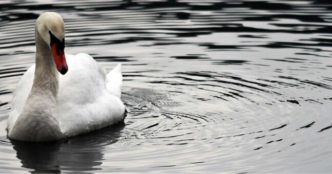 Zdroj: Pixabay.com