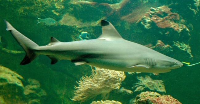 Zdroj: Zoo Olomouc