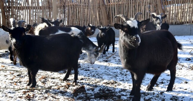 Zdroj: Zoo Olomouc 