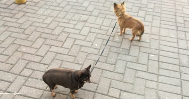 Opuštění psi před obchodním domem Senimo. Zdroj: Městská policie Olomouc