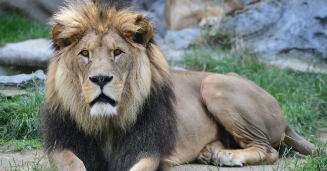 Zdroj: Zoo Olomouc
