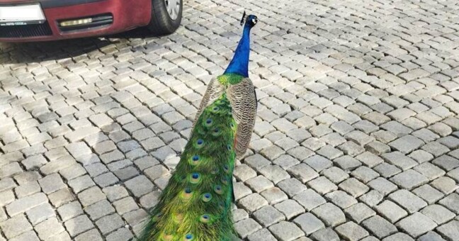 Zdroj: Městská policie Olomouc