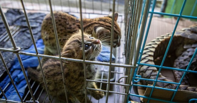 Zdroj: Lucie Čižmářová, environmetální fotografka a zooložka Zoo Olomouc