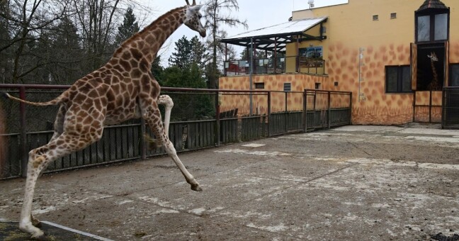 Zdroj: Zoo Olomouc