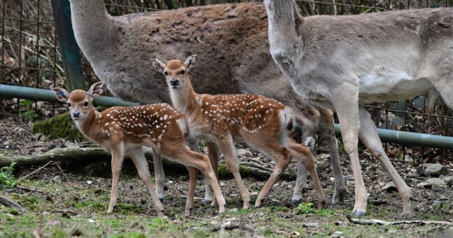Zdroj: Zoo Olomouc