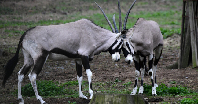 Oryxové v Zoo Olomouc. Zdroj: Zoo Olomouc