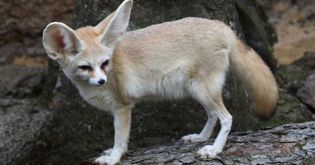 Fenek berberský, zdroj: Zoo Olomouc