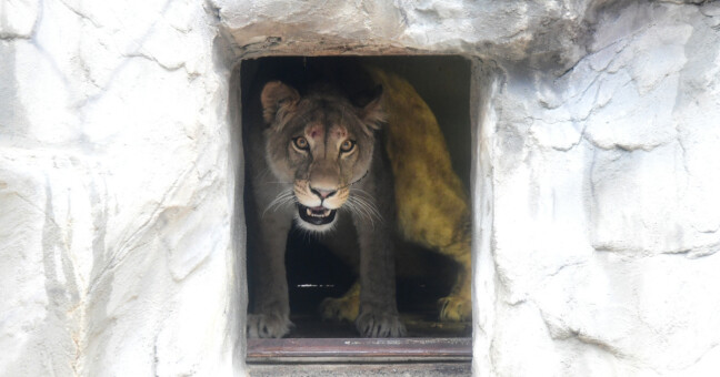 Lvice berberská ve výběhu. Foto: Zoo Olomouc
