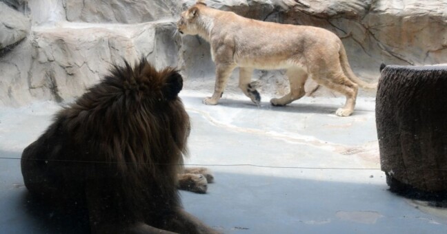 Zdroj: Zoo Olomouc