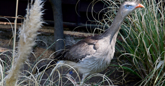Zdroj: Zoo Olomouc