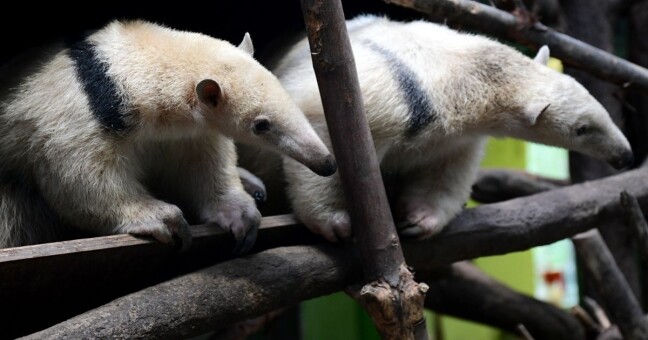 Zdroj: Zoo Olomouc