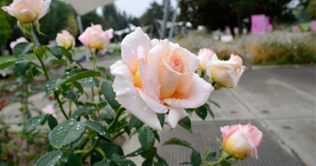 Zdroj: Flora Olomouc 