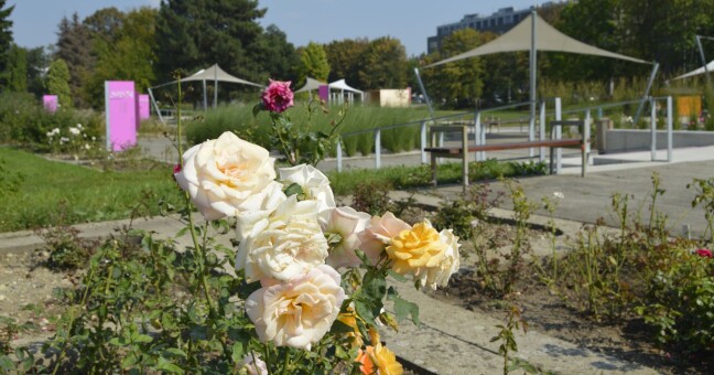Zdroj: Flora Olomouc 