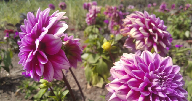 zdroj: Flora Optik