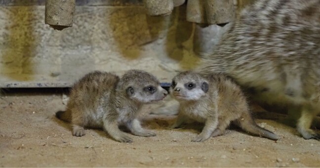 Zdroj: Zoo Olomouc