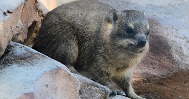 zdroj: Zoo Olomouc