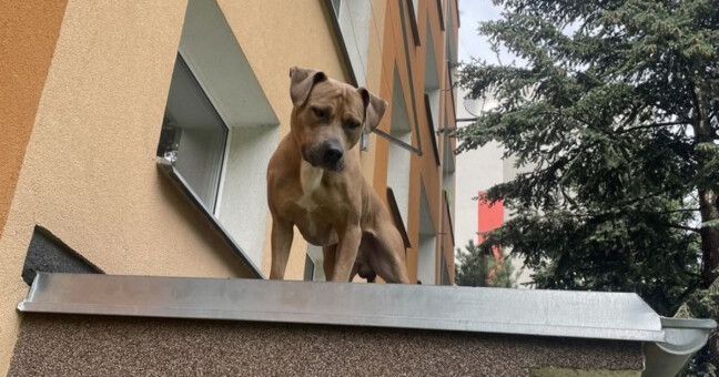 zdroj: Městská policie Olomouc
