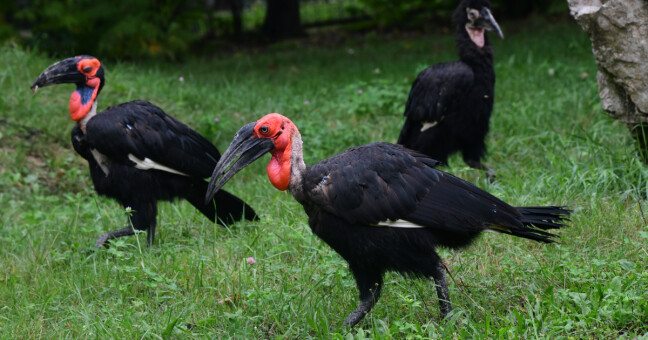 zdroj: Zoo Olomouc