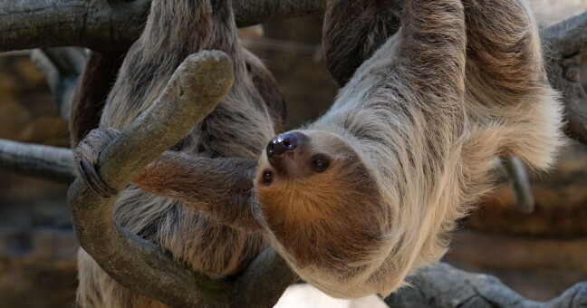 Zdroj: Zoo Olomouc