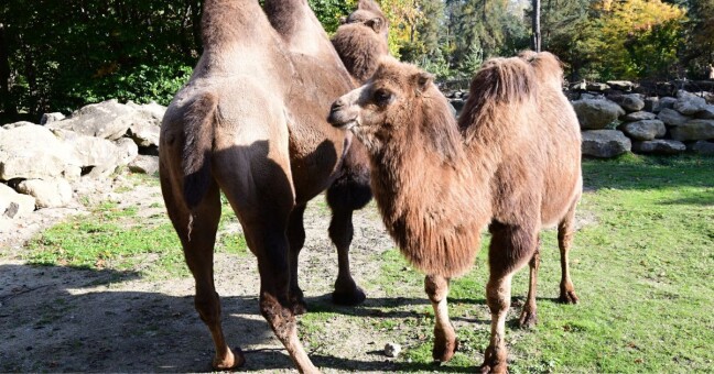 Zdroj: Zoo Olomouc 