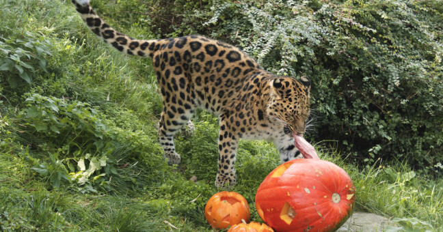 zdroj: Zoo Olomouc
