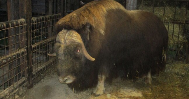 Zdroj: Zoo Olomouc
