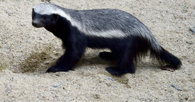 Zdroj: Zoo Olomouc