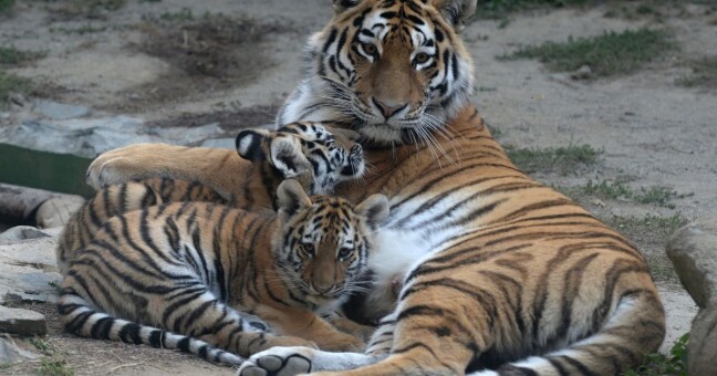 Zdroj: Zoo Olomouc
