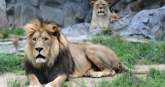 zdroj: Zoo Olomouc