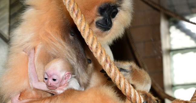 Giboní mládě, zdroj: Zoo Olomouc