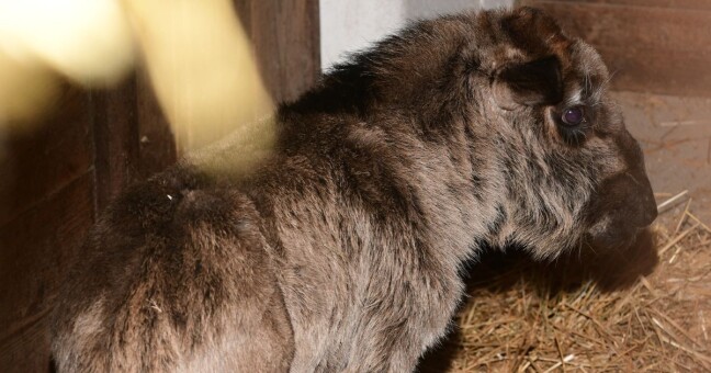 Zdroj: Zoo Olomouc