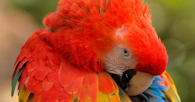 Zdroj: Olomoucká zoo