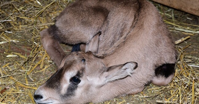 Zdroj: Zoo Olomouc