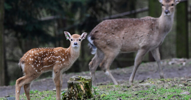 zdroj: Zoo Olomouc